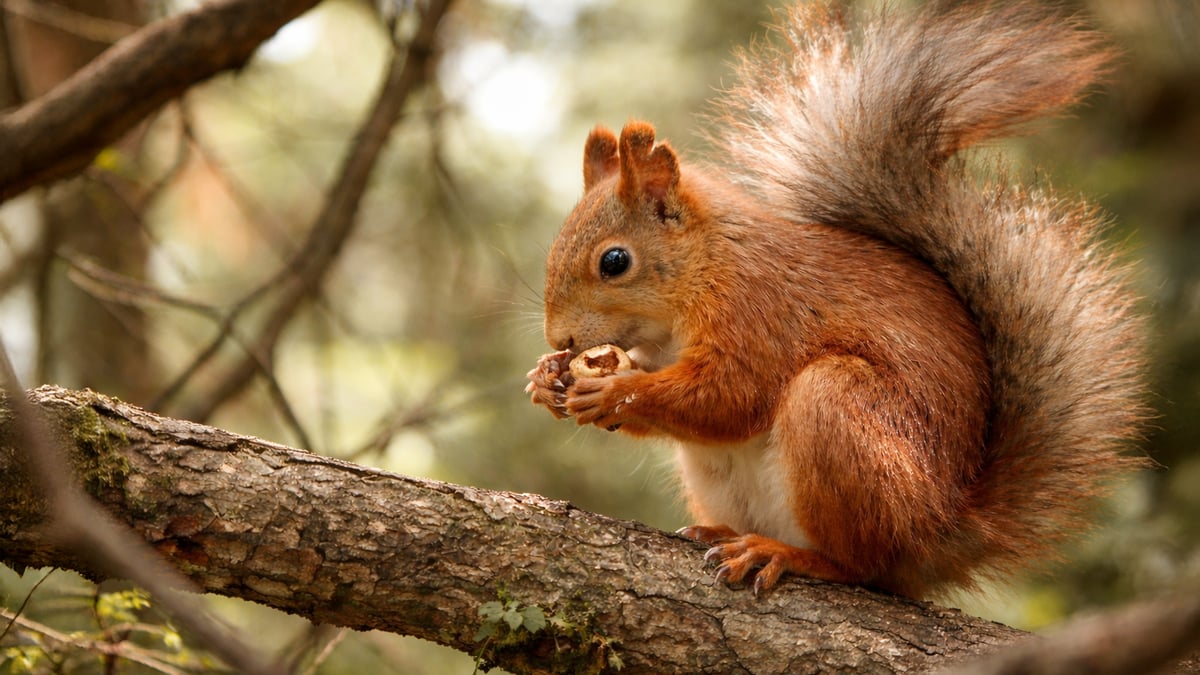 The Law That Eats Its Own Tail